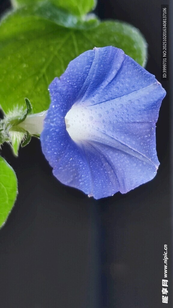 蓝色牵牛花特写