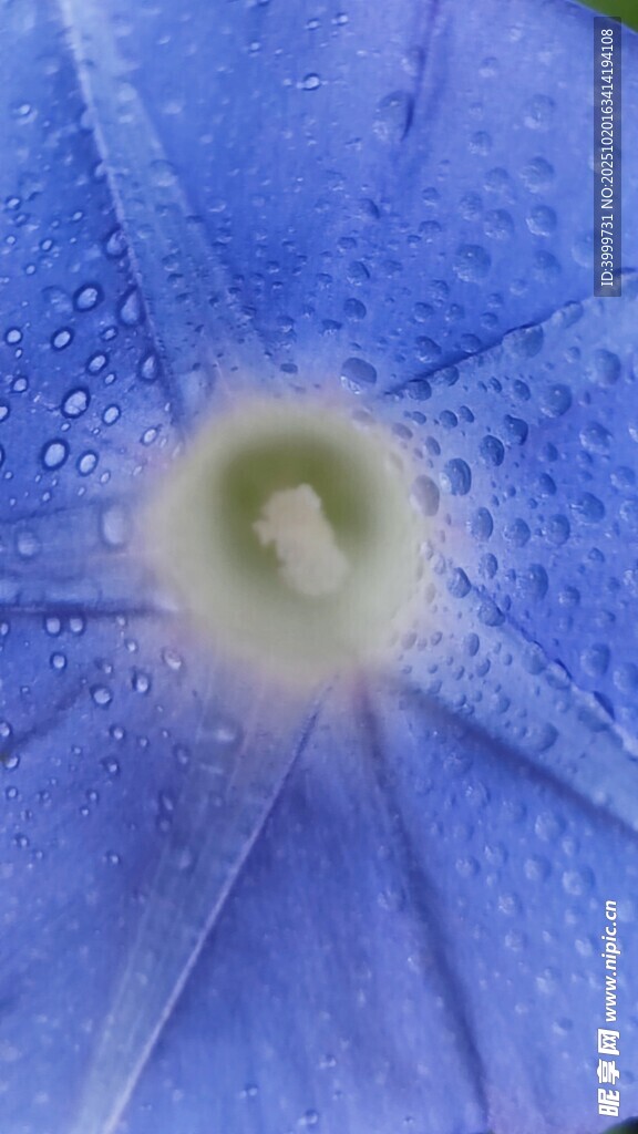 蓝色牵牛花特写