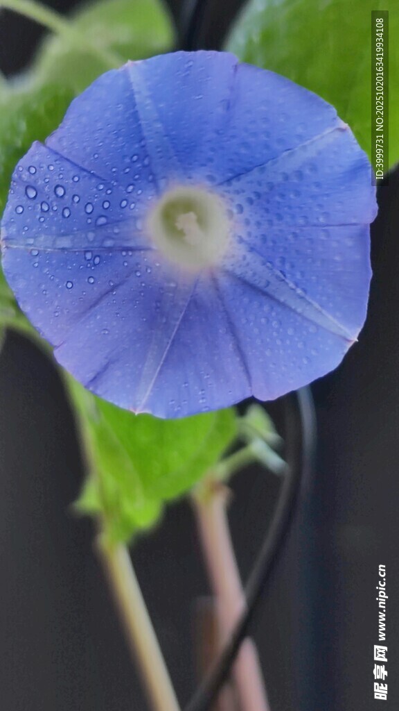 蓝色牵牛花特写