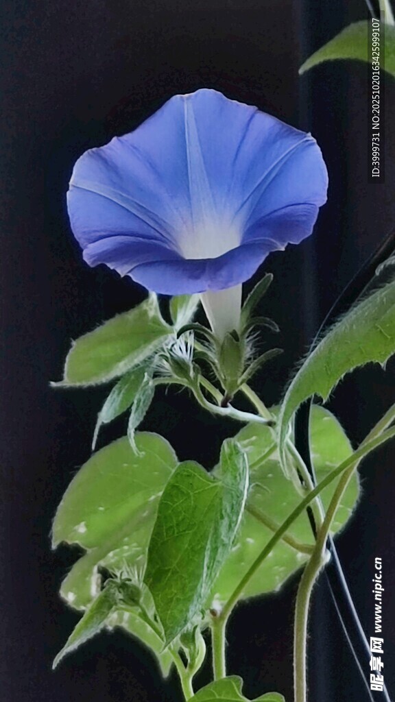 蓝色牵牛花特写