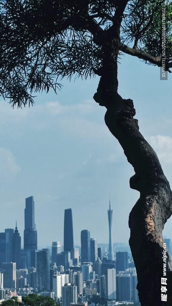 城市背景下的苍劲孤树