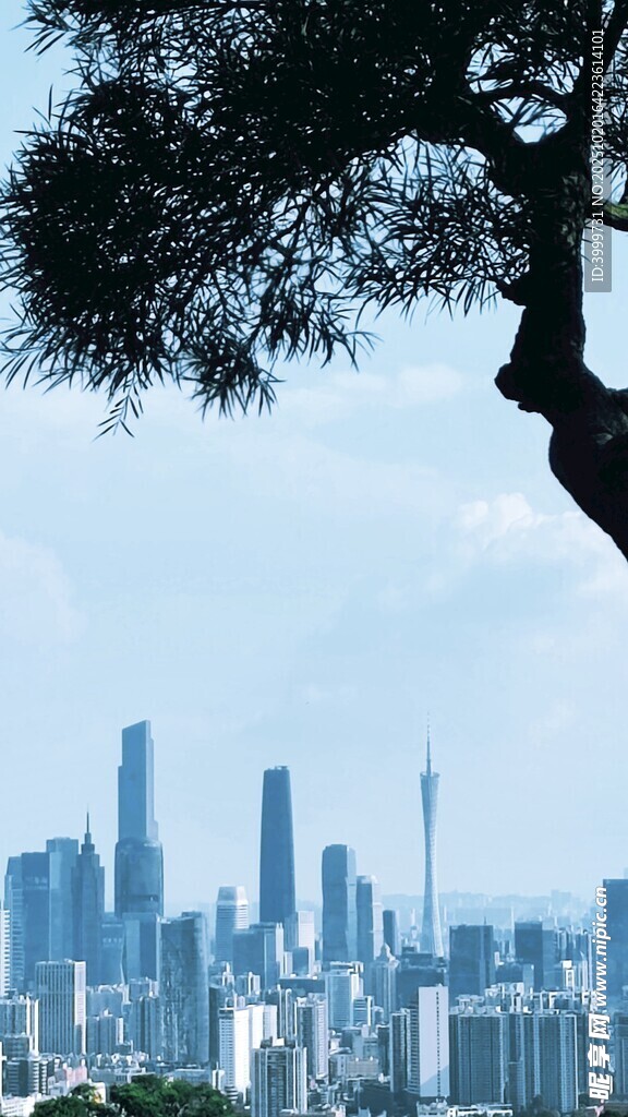 城市天际线与枝头景致