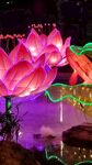 梦幻莲花彩灯绽放