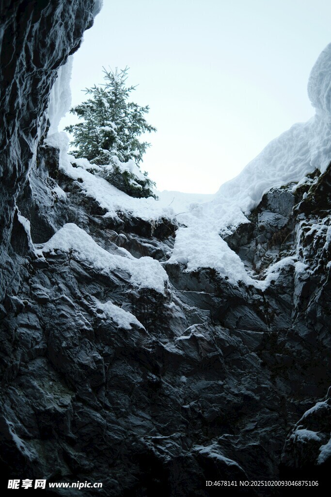 雪覆岩石间的孤松