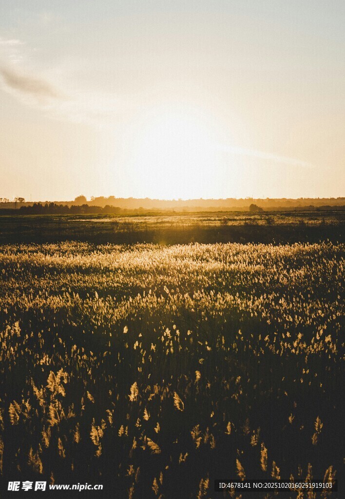 夕阳下的金色麦田美景