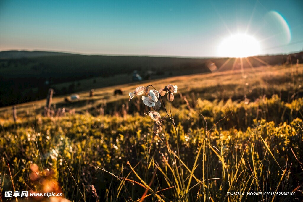 夕阳下的草地与远方景致