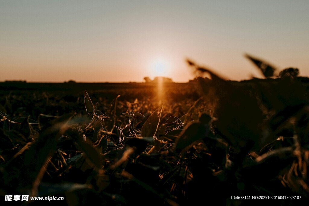 夕阳下的玉米田美景