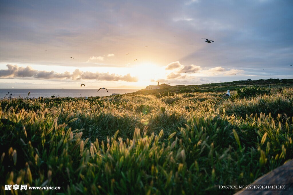 夕阳下的草地美景