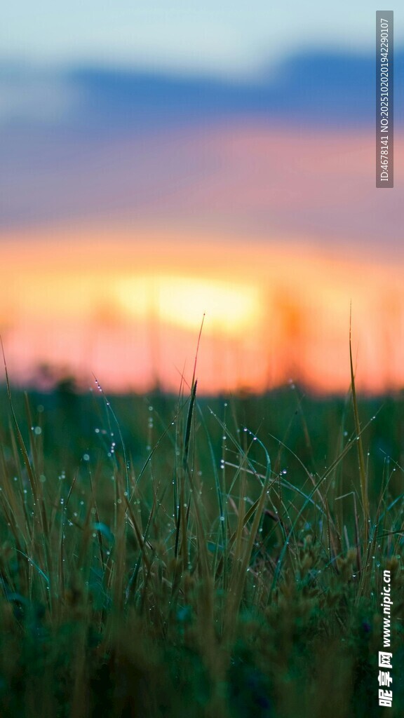 夕阳下的草地美景