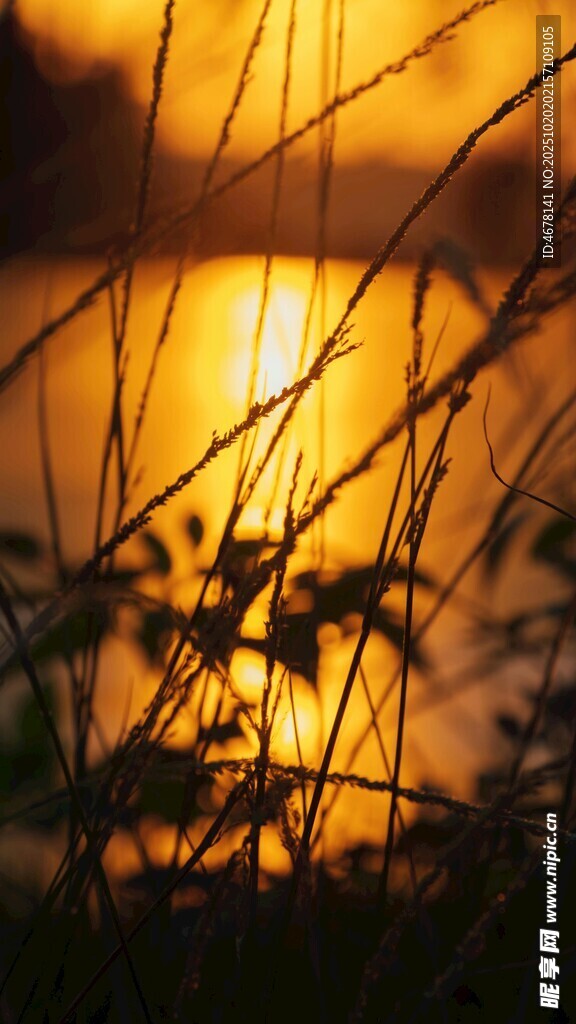 夕阳下的植物剪影