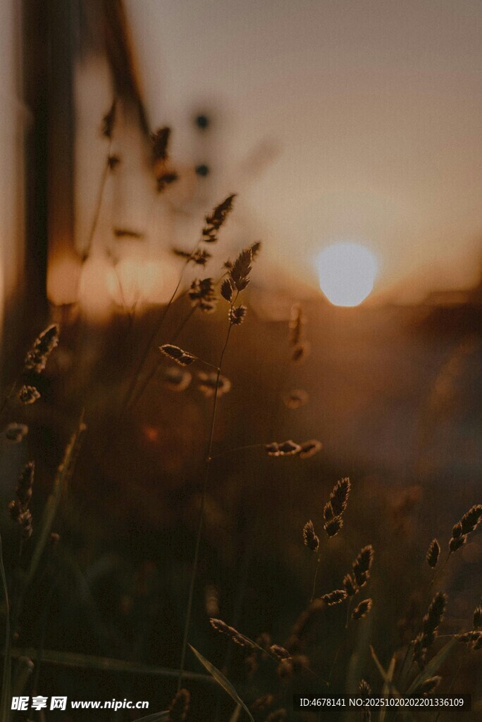 夕阳下的草丛美景