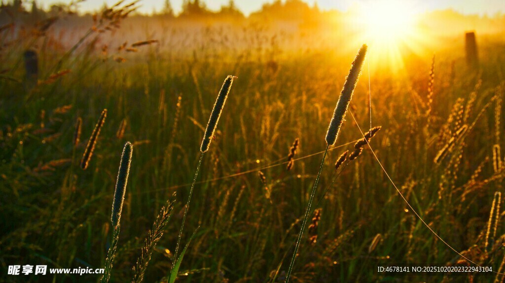 夕阳下的草地美景