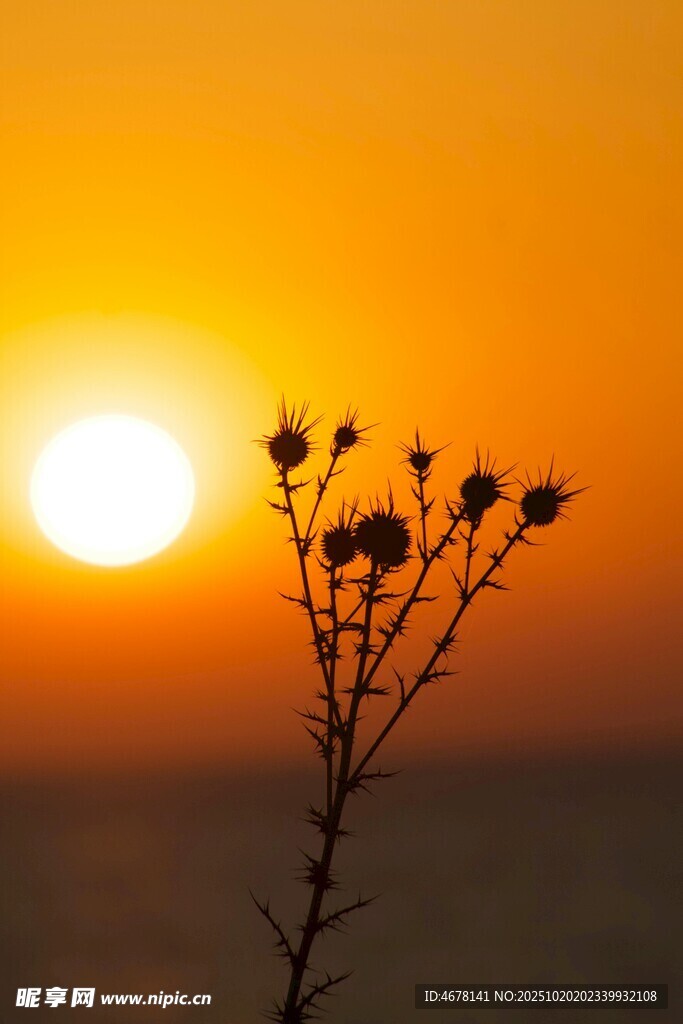夕阳下的孤花剪影