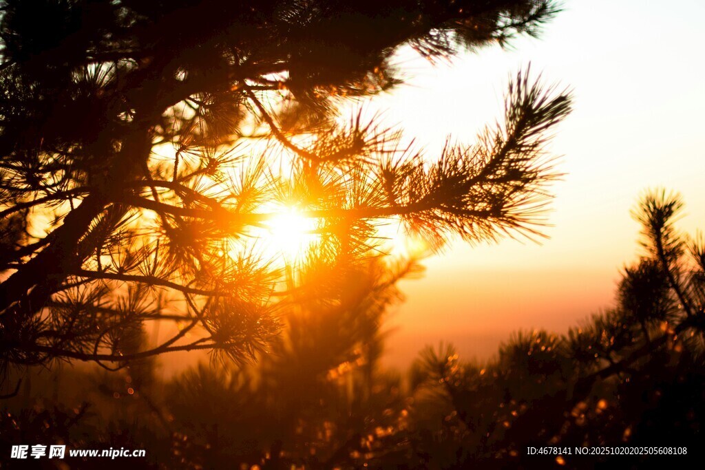 夕阳透过松枝洒下美景