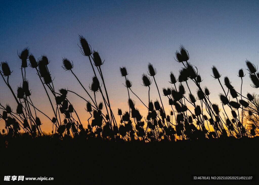 夕阳下的芦苇剪影