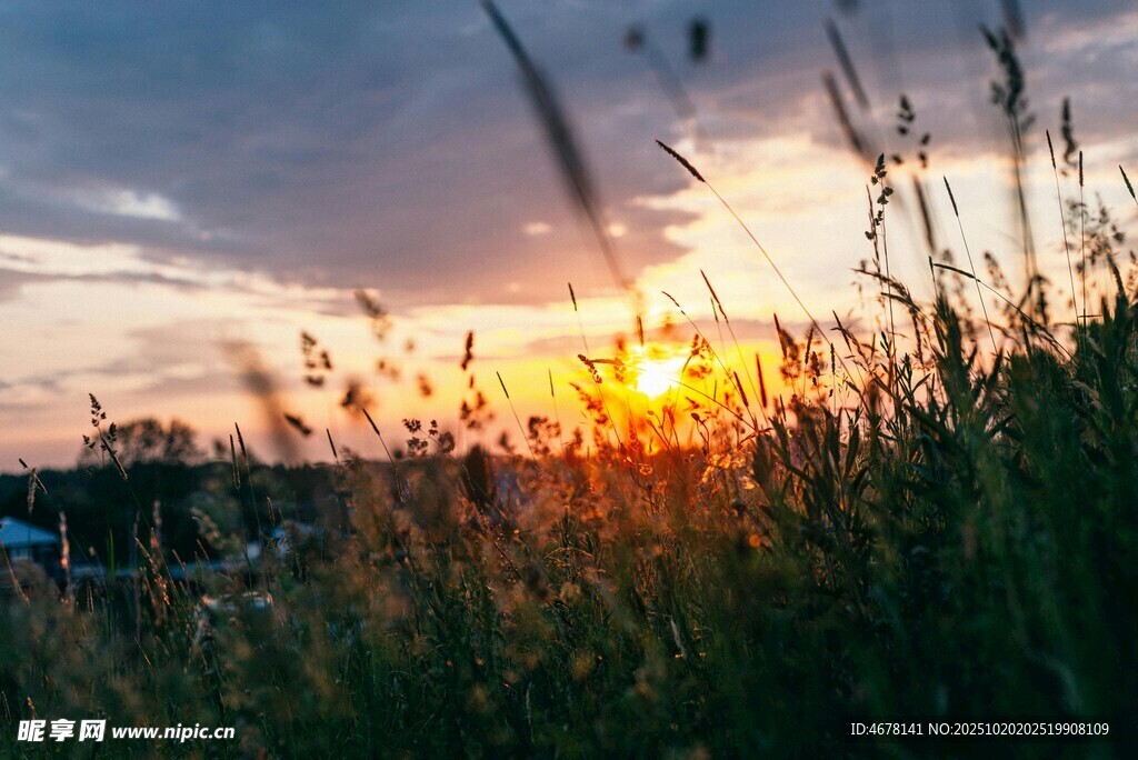 夕阳下的草丛美景