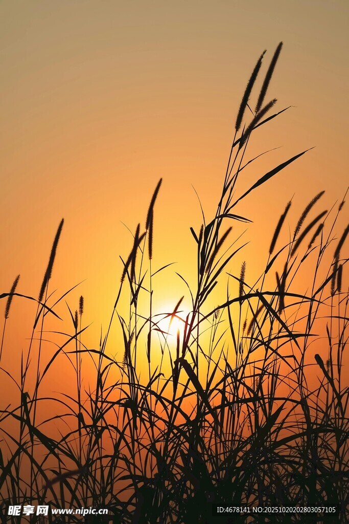 夕阳下的芦苇剪影