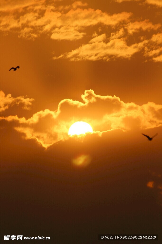 夕阳下飞鸟翱翔的壮丽景象