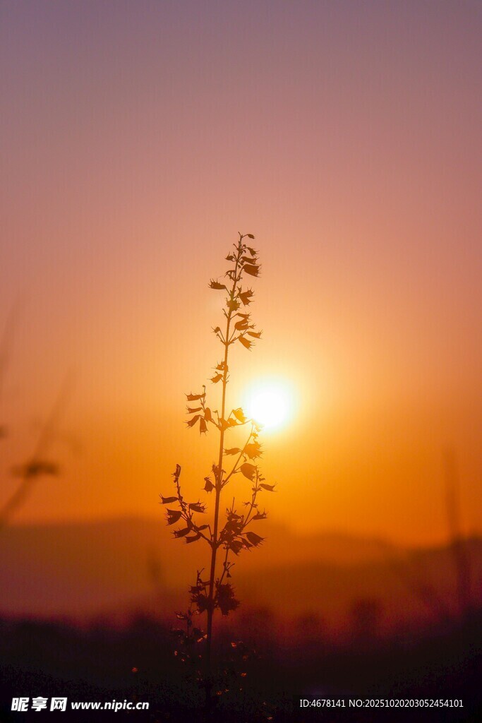 夕阳下的植物剪影