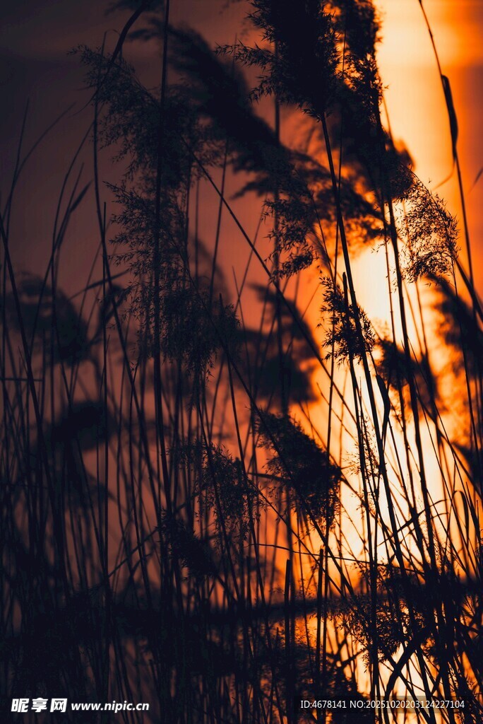 夕阳下的芦苇剪影