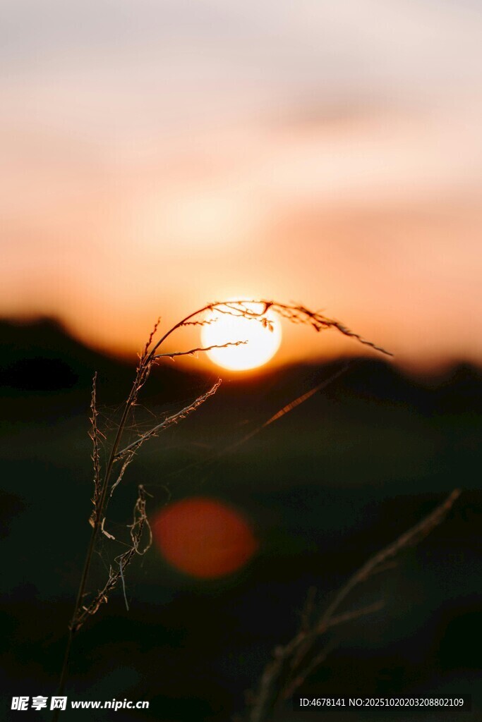 夕阳下的草影