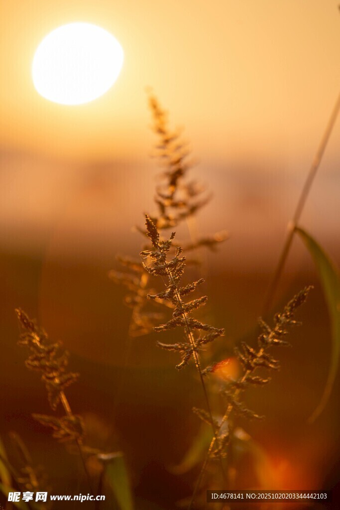 夕阳下的野草