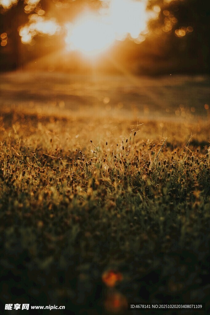 夕阳下的草地美景