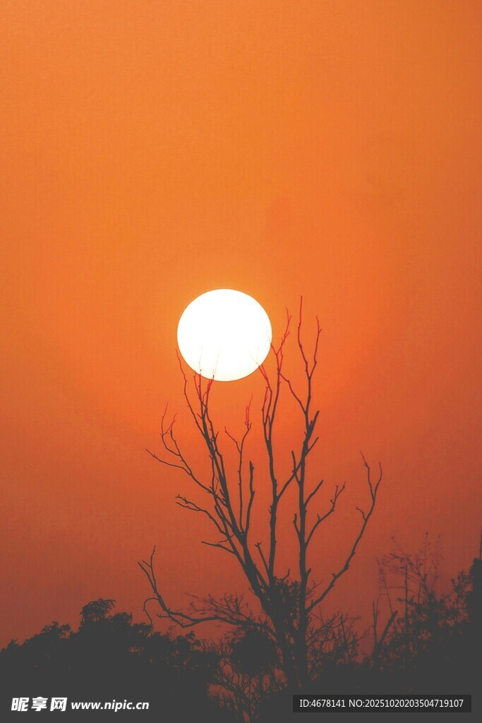 夕阳下的枯树剪影