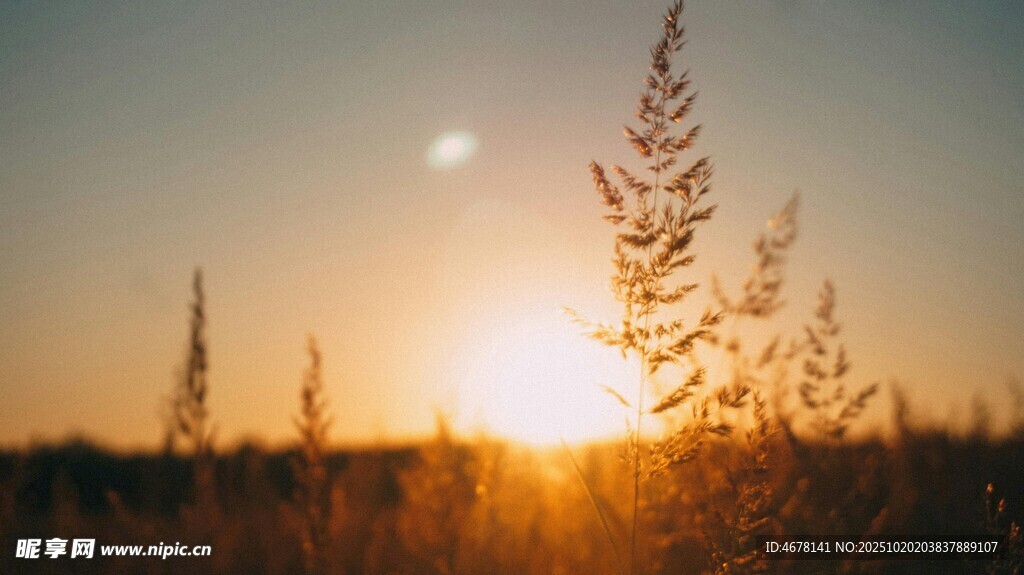 夕阳下的草影