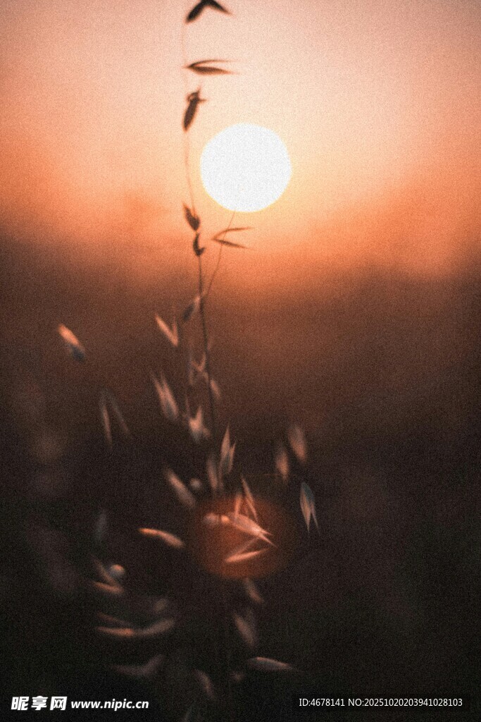 夕阳下的植物剪影
