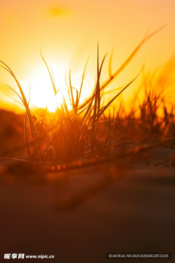 夕阳下的草影
