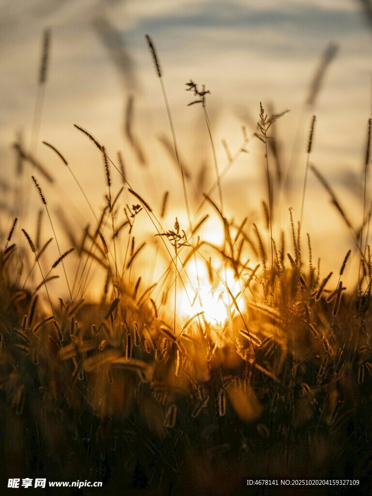 夕阳下的金色草地美景