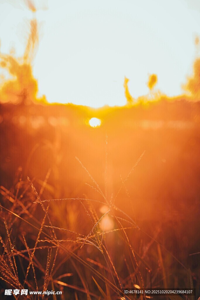 夕阳下的草丛美景