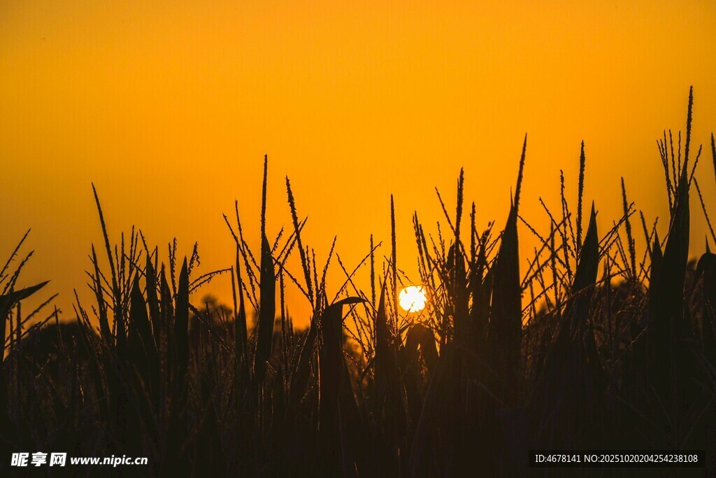 夕阳下的草丛剪影