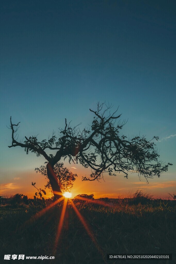 夕阳下的孤树