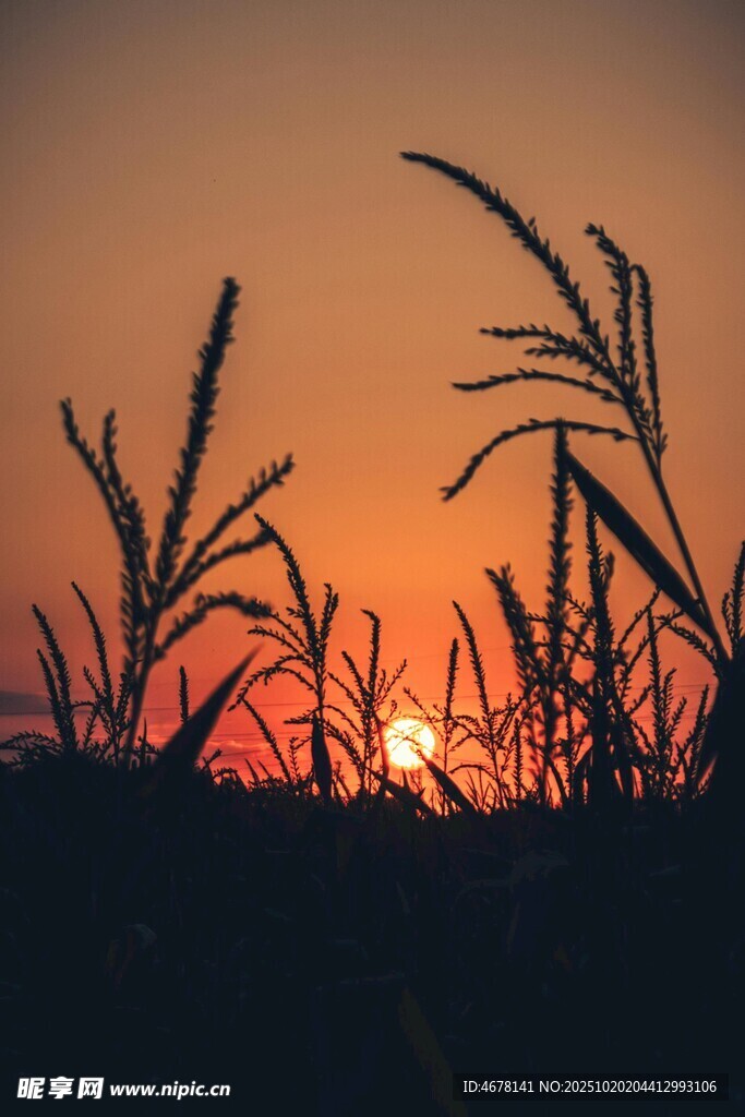 夕阳下的芦苇剪影