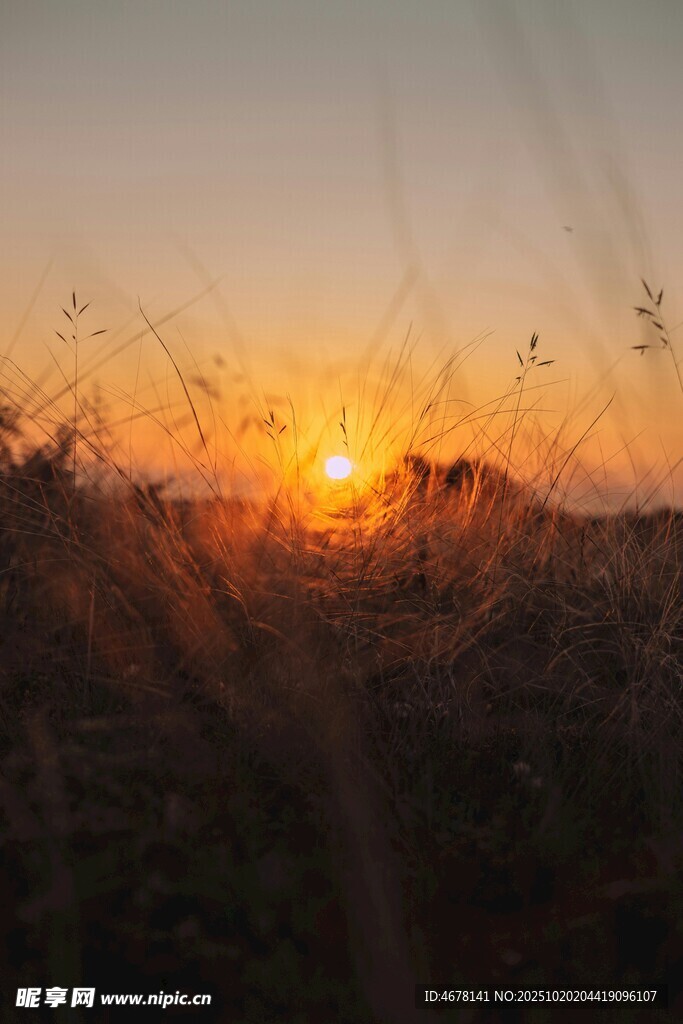 夕阳下的草丛美景