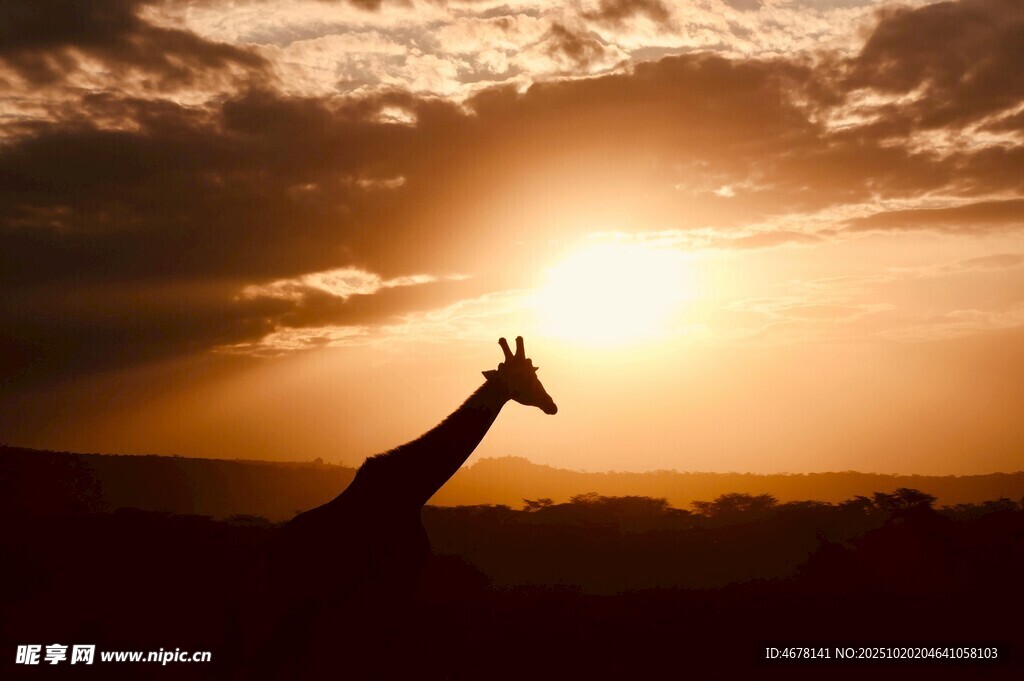 夕阳下的长颈鹿剪影