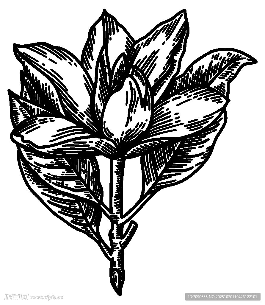 手绘玉兰花图案