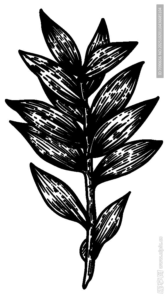 手绘单枝叶片图案