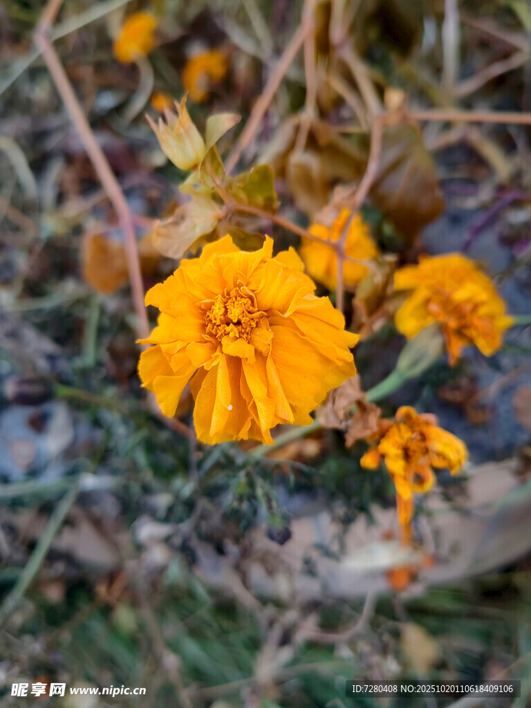 绽放的橙色万寿菊