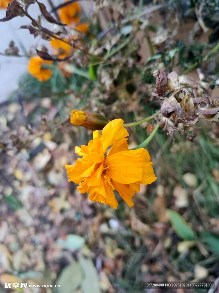 绽放的橙色小花