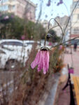 路边绽放的粉色美丽花朵