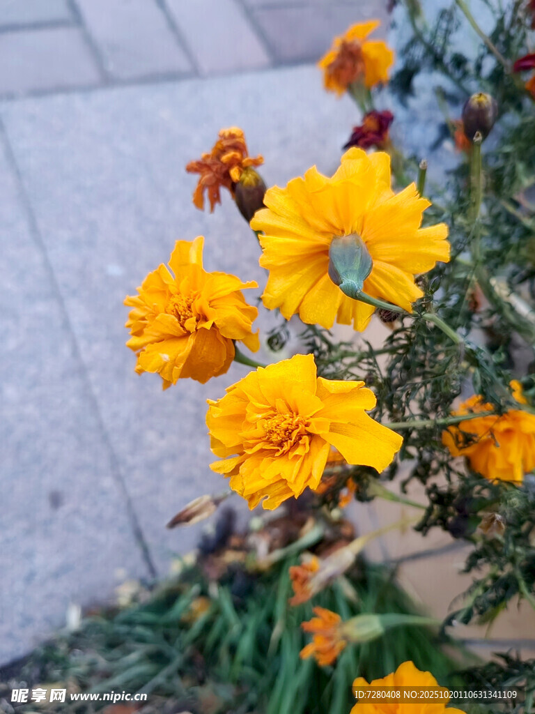 路边绽放的鲜艳黄色花朵