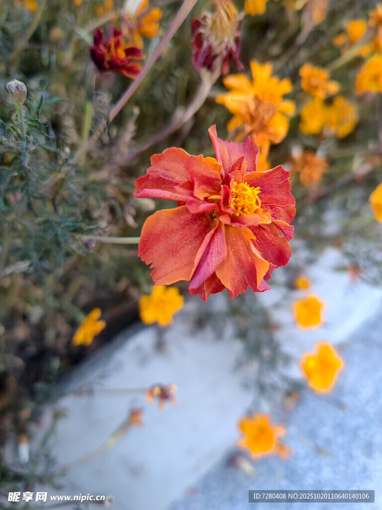 雪中绽放的艳丽花朵