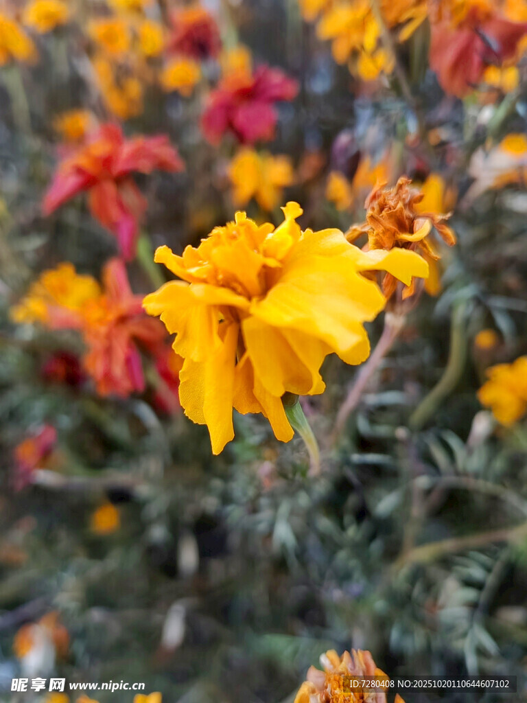 艳丽多彩的绽放花朵