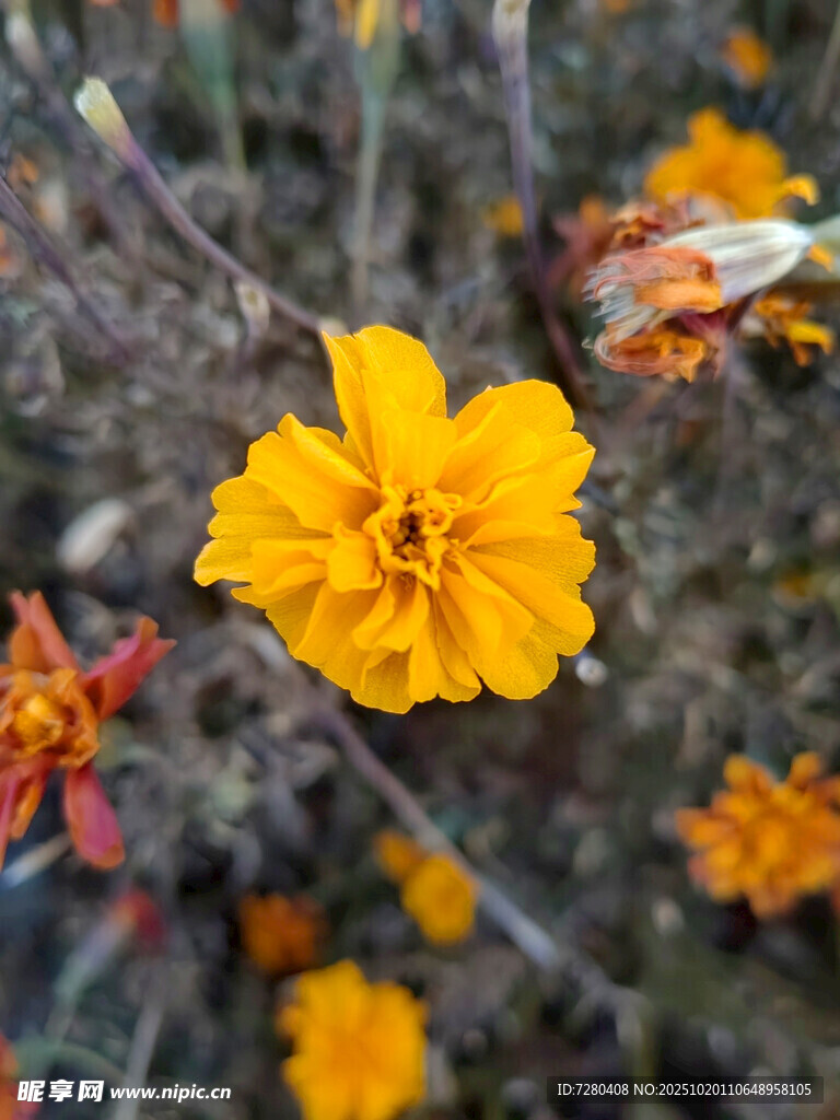 绽放的黄色鲜艳花朵