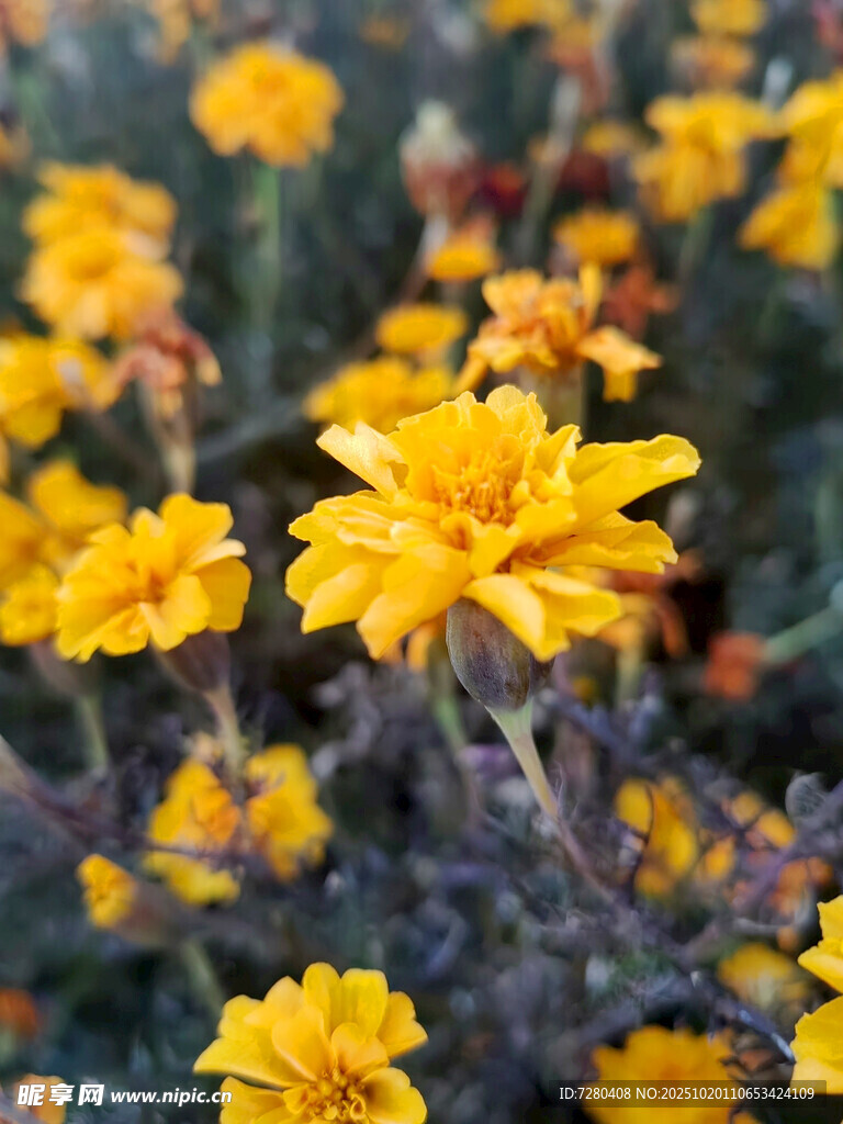 金黄灿烂的美丽小菊花