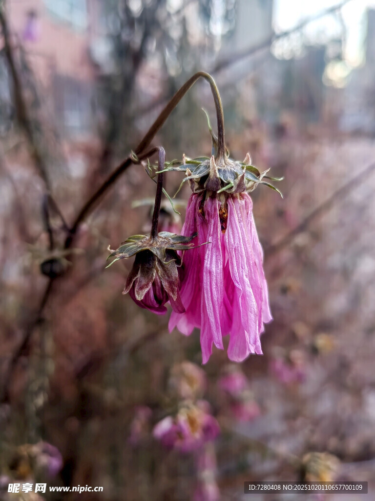 枝头粉色凋零花朵