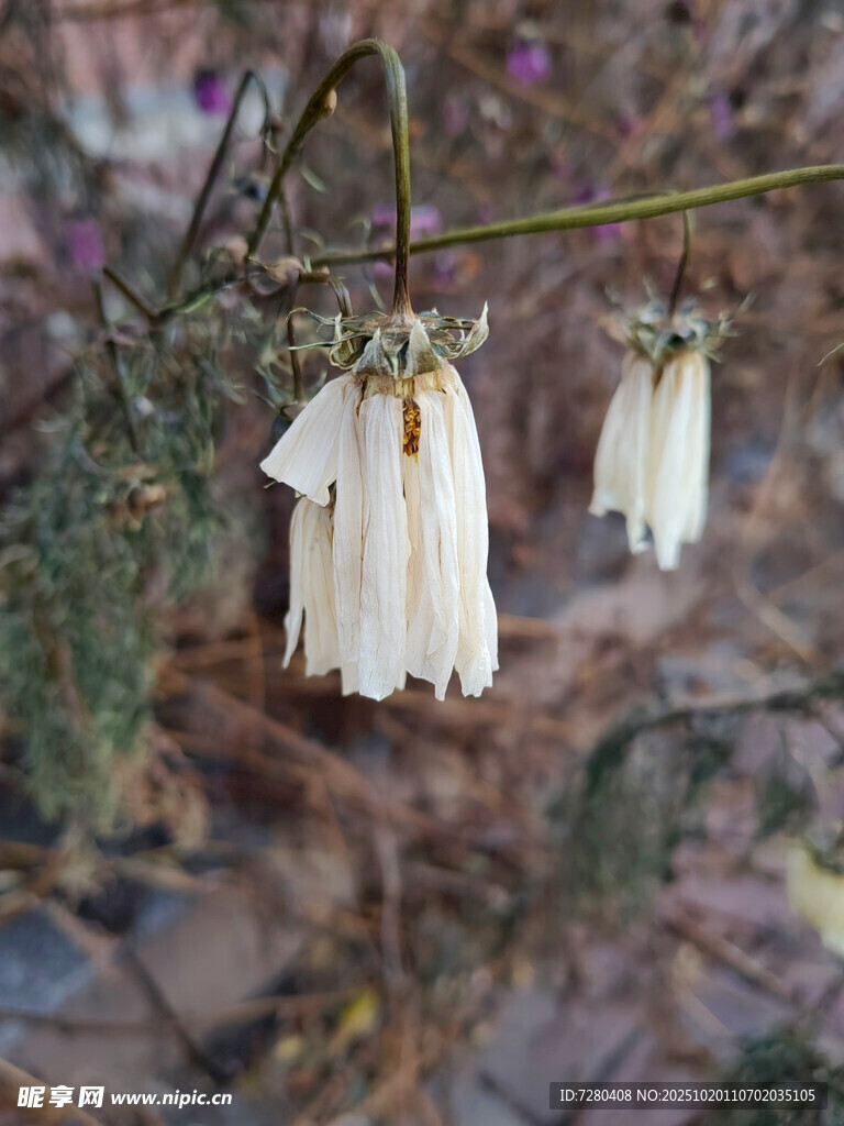 枝头垂挂的白色铃状花朵